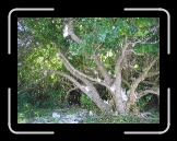 Tortola 039 * Weird voodoo rock tree * 2592 x 1944 * (3.78MB)